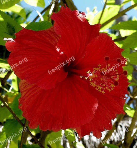 Plant Hibiscus Mallow Flowers Macro