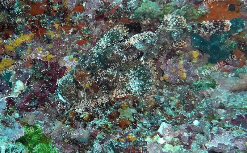 Stone Fish Camouflage Hide Diving Sea