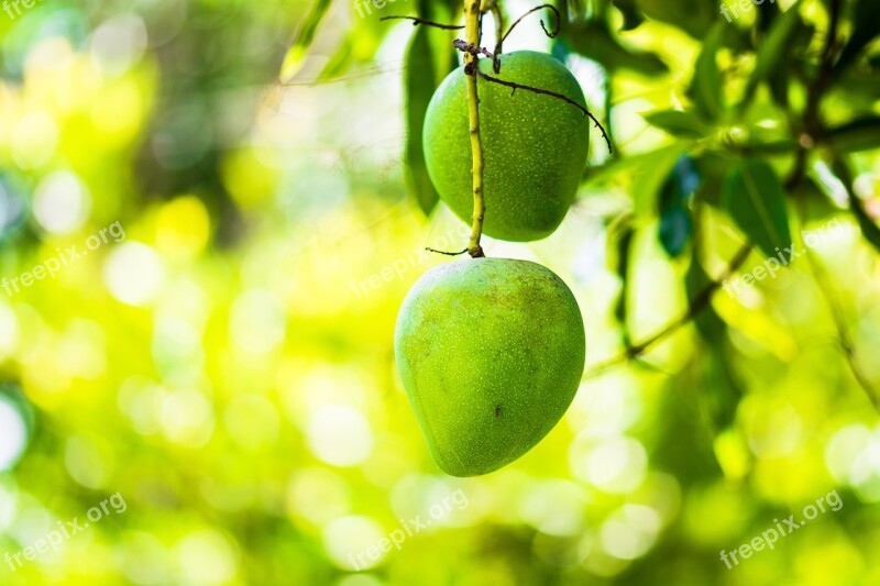 Mango Mango Tree Fruits Fruit Green Mango