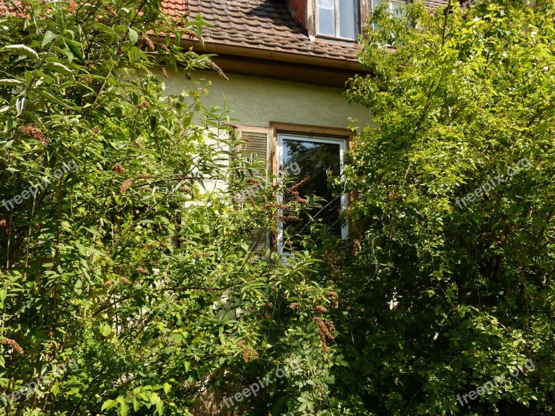 House Building Window Plant Haunting