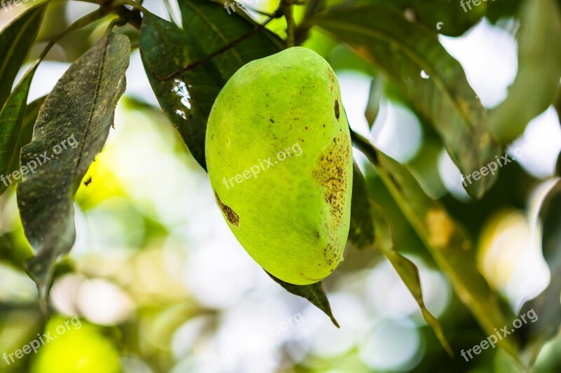 Mango Mango Tree Fruits Fruit Green Mango