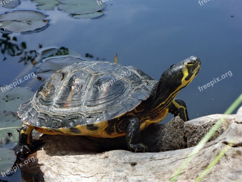 Water Turtle On The Water Animal Panzer Free Photos