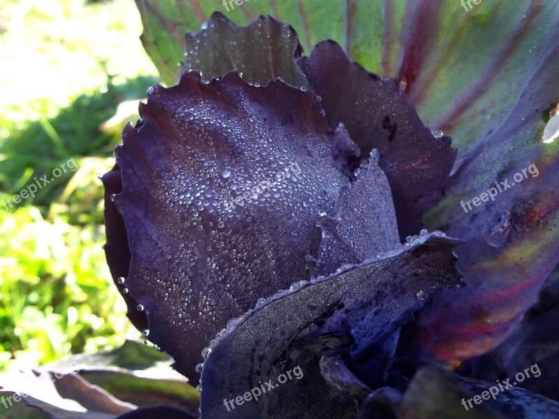 Red Cabbage Close Up Violet Free Photos