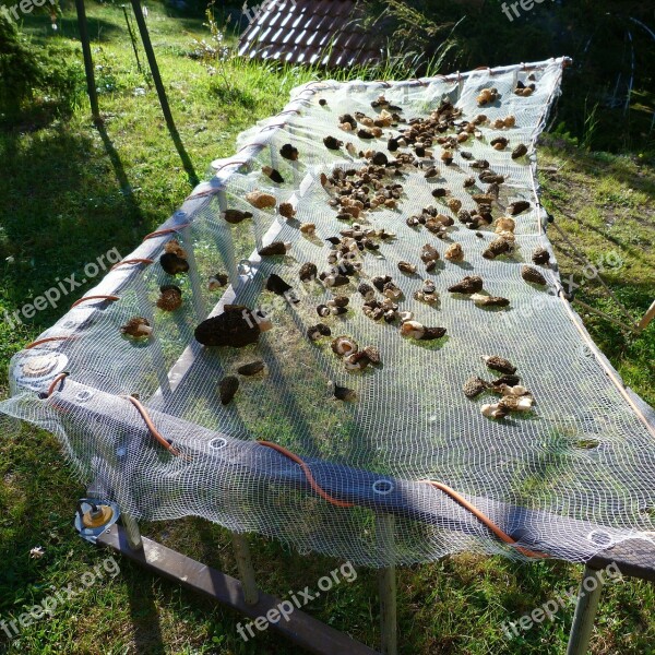 Mushrooms Morels Drying Forest Mushrooms Spring