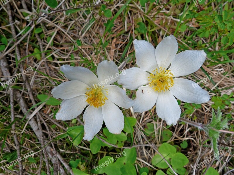 Flowers Nature Mountain Flowers Fleursblanche Mountain Pastures