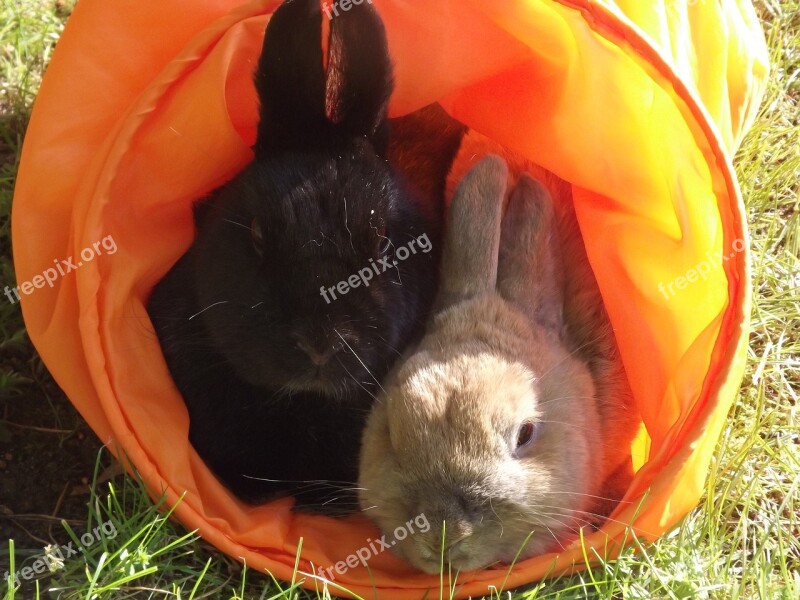 Rabbit Dwarf Rabbit Hare Pet Munchkins