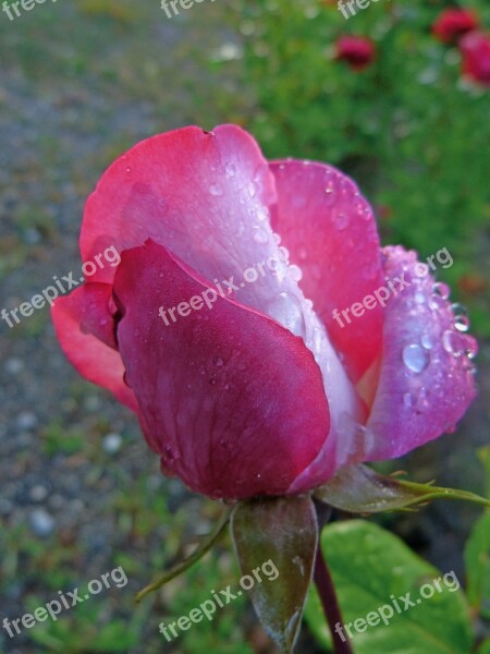 Flowers Rose Bud Macro Garden Dew Drops