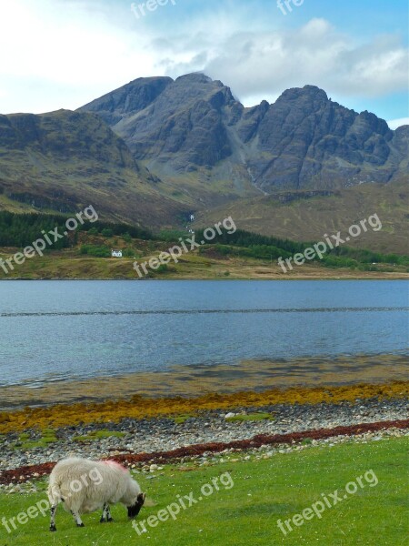 Skye Sheep Mountain Background Summer