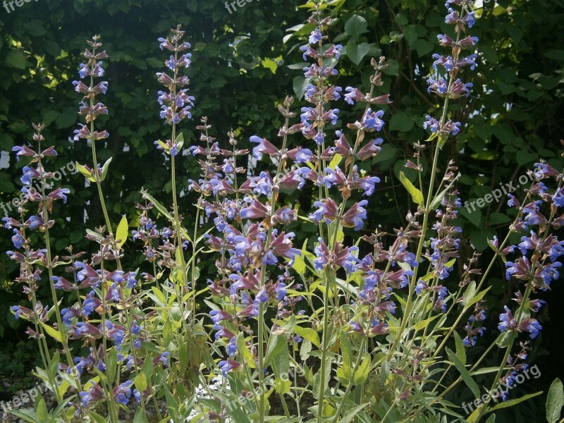 Sage Sage Plant Garden Plant Garden Plant