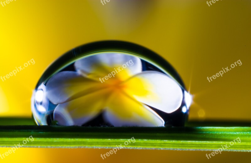 Drop Of Water Drip Blade Of Grass Blossom Bloom