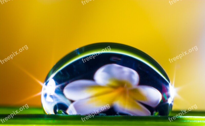 Drop Of Water Drip Blade Of Grass Blossom Bloom