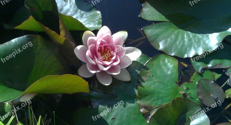 Water Lily Flower Aquatic Plant Blossom Bloom