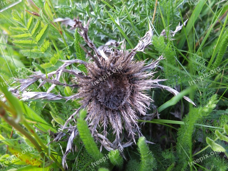 Silver Thistle Meadow Flower Old Dry