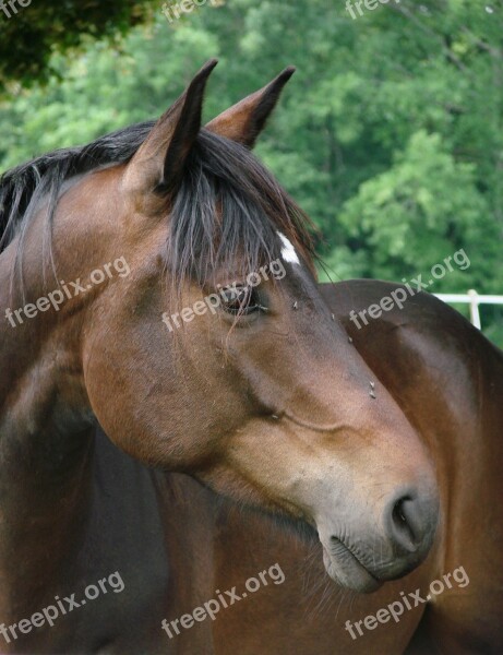 Horse Animals Portrait Bai French Saddle