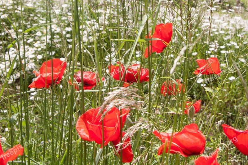 Klatschmohn Papaver Rhoeas Flower Blossom Bloom