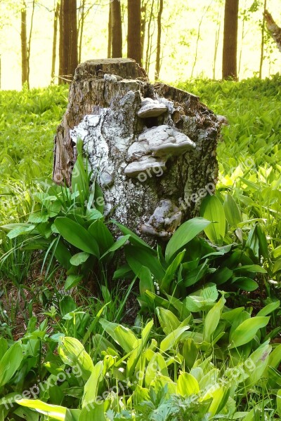 Forest Woods Lilies Of The Valley Woodland Stump