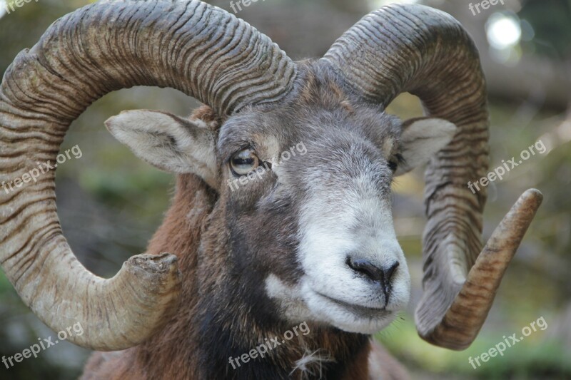 Animal Horn Horns Mouflon European Mouflon