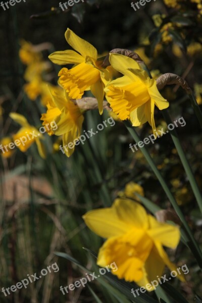 Garden Petals Nature Flowers Flower