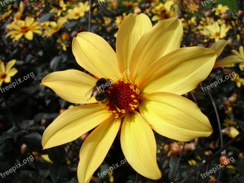 Dahlia Flower Blossom Bloom Plant