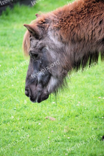 Pony Horse Grazing Equine Grass