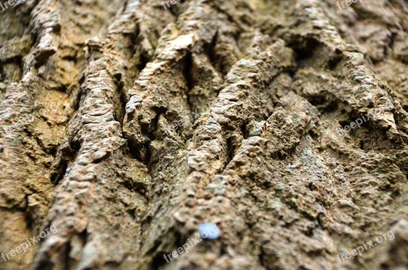 Bark Tree Log Wood Free Photos