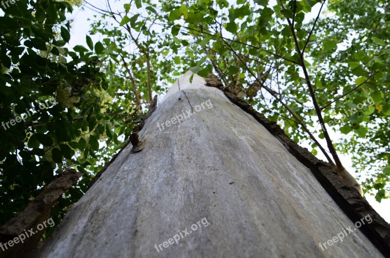 Tree Log Bark Aesthetic Nature