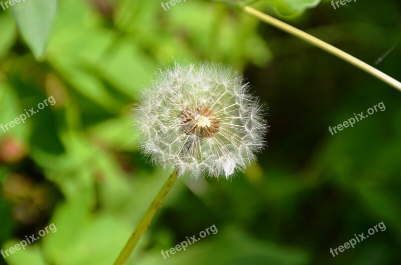 Dandelion Seeds Multiplication Flower Nature