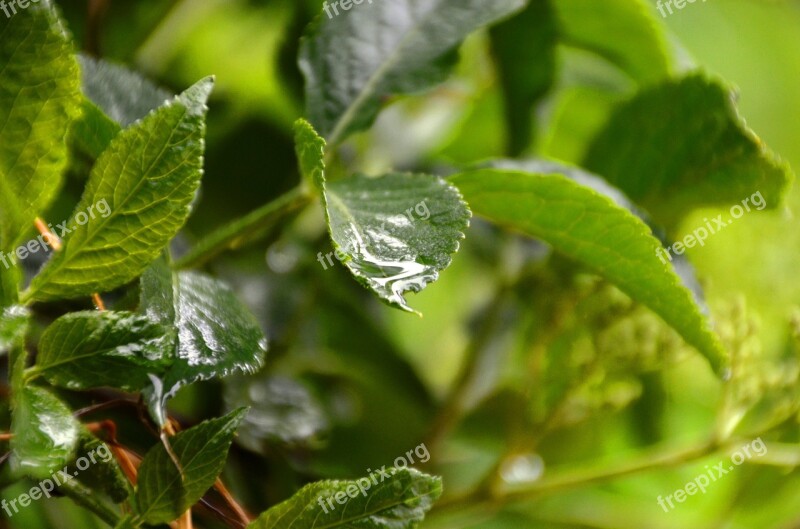 Leaf Water Drip Wet Close Up