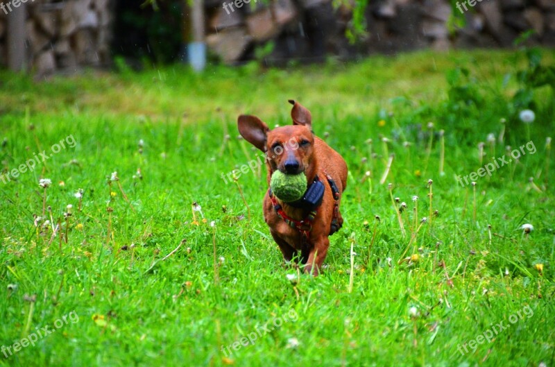 Dachshund Dog Ball Brown Runs