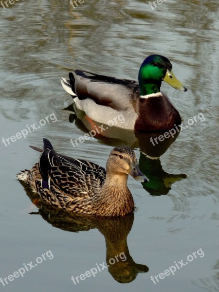 Drake Duck Pond Birds Water