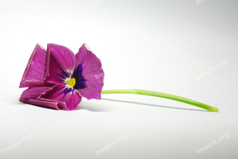 Flower Flower Close Up Purple Flowers Macro White Background