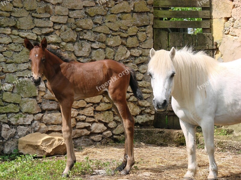 Animals Horse Foal Pony Shetland