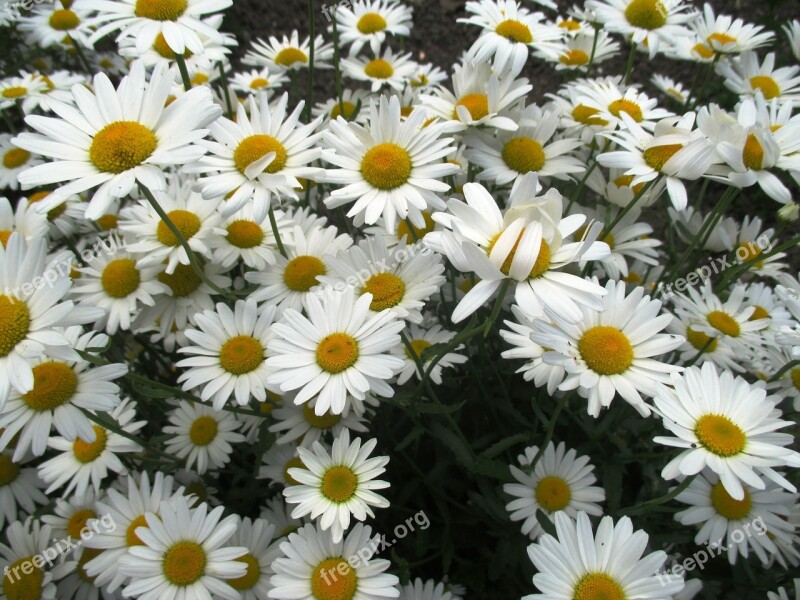 Daisies Flowers Garden Plant Schnittblume White