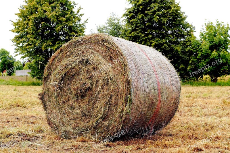 Hay Meadow Round Bales Agriculture Free Photos