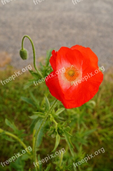 Poppy Blossom Bloom Colorful Blossoms