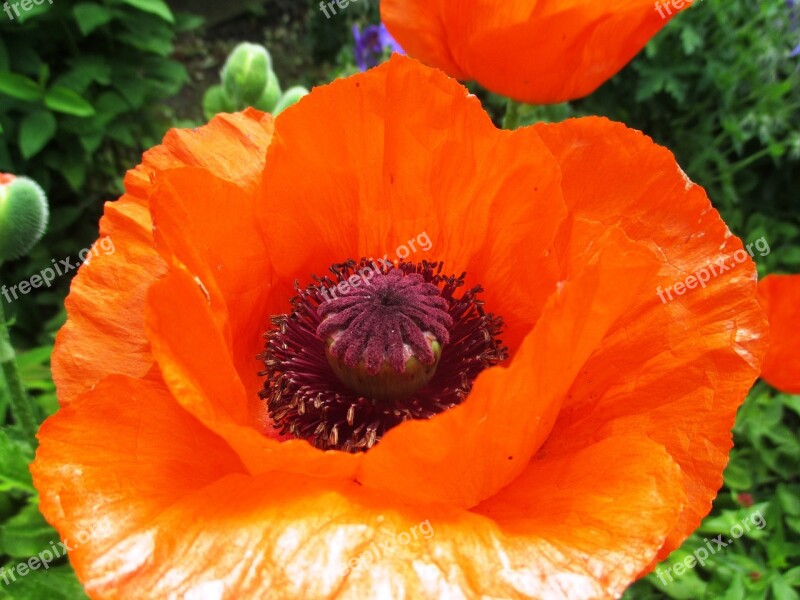 Poppy Flower Flower Red Close Up Summer