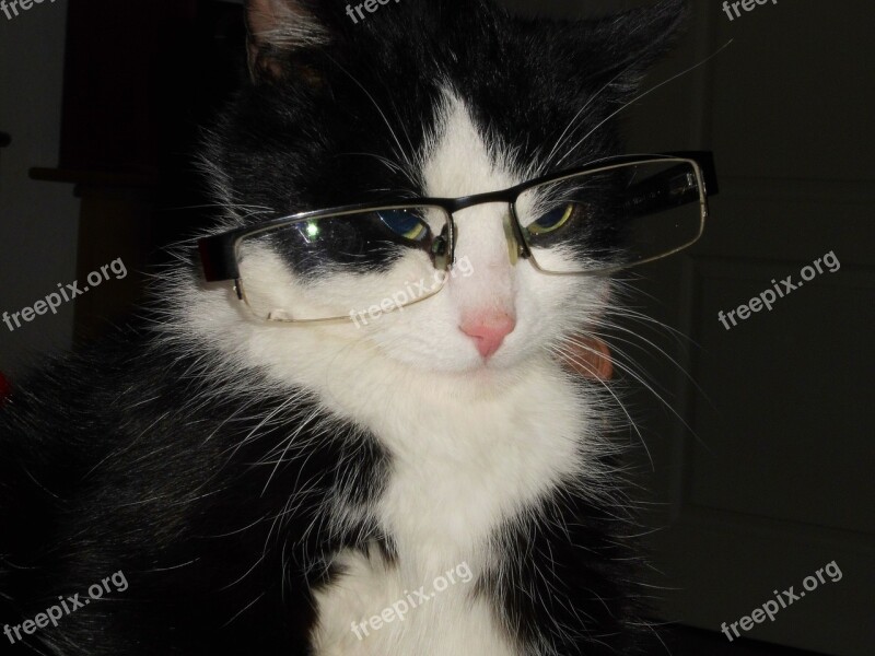 Cat With Glasses Cat Crafty Cat Free Photos