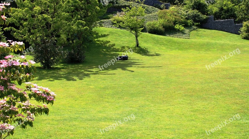 Garden Plant Large Maintained Rush