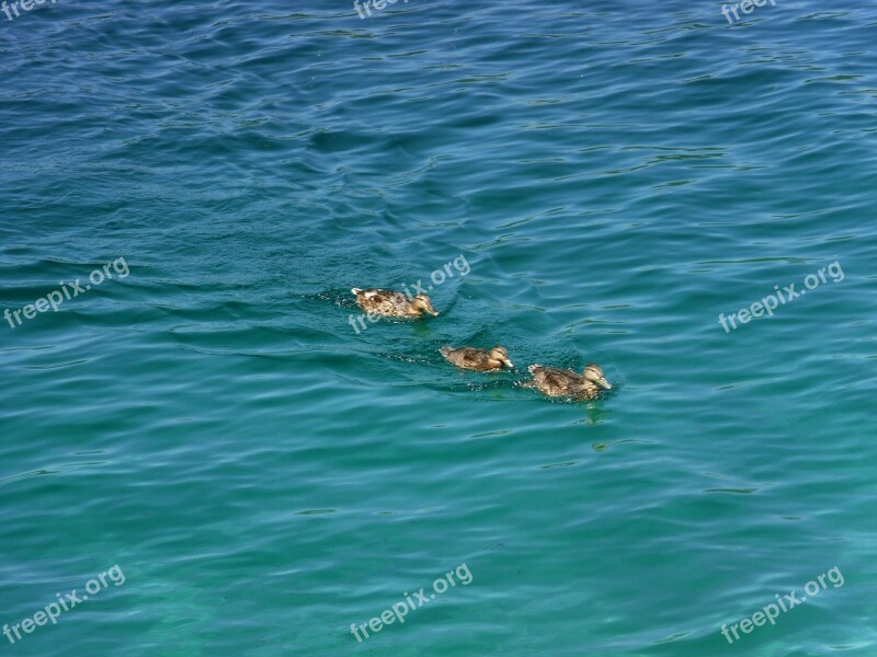 Ducks Water Lake Free Photos