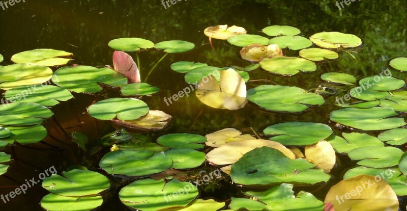 Frogs Wildlife Water Lilies Water Free Photos