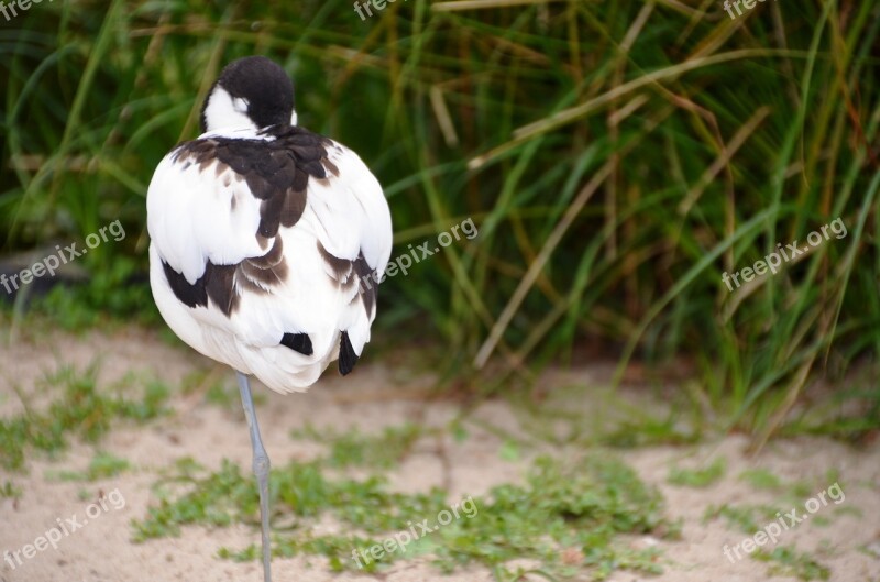 Avocet Bird Water Bird Recurvirostra Avosetta Recurvirostridae