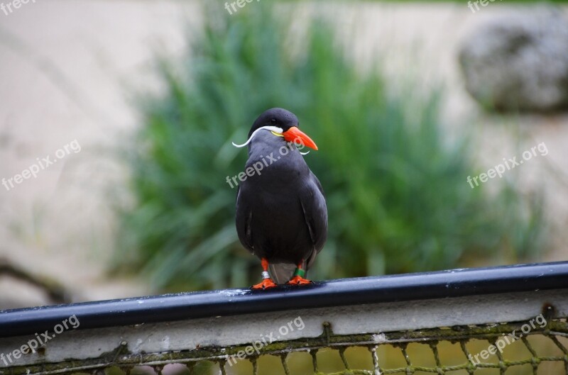 Inca Tern Larosterna Inca Tern Larosterna Bird