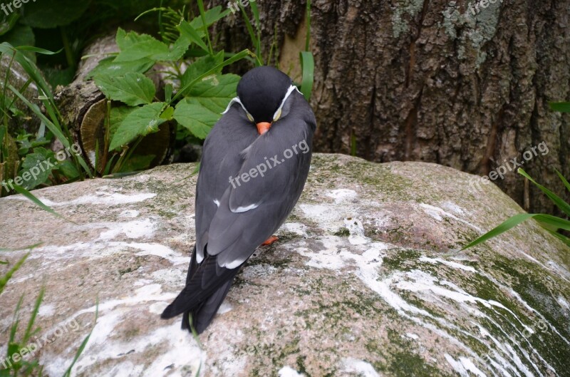 Inca Tern Larosterna Inca Tern Larosterna Bird