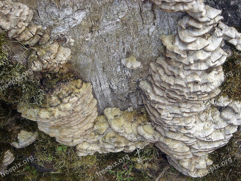 Stump Old Defeated Tree Fungus