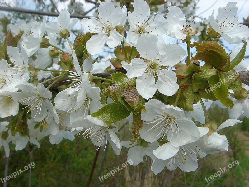 Fruit Tree Spring Flowers White Garden