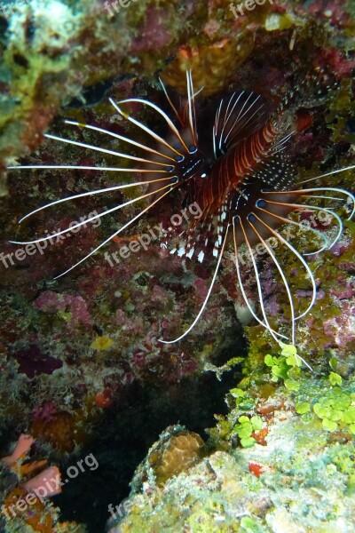 Lionfish Pacific Rotfeuerfisch Beautiful Exceptional Colorful