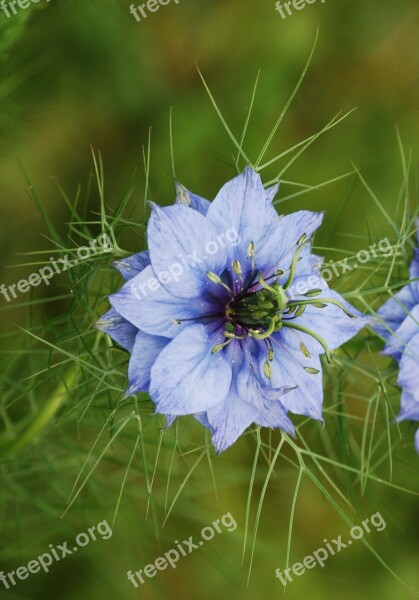 Nigella Damascena Love In A Mist Ragged Lady Flower Blue