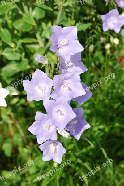 Campanula Bellflower Blue Flower Canterbury Bell Blue Bellflower