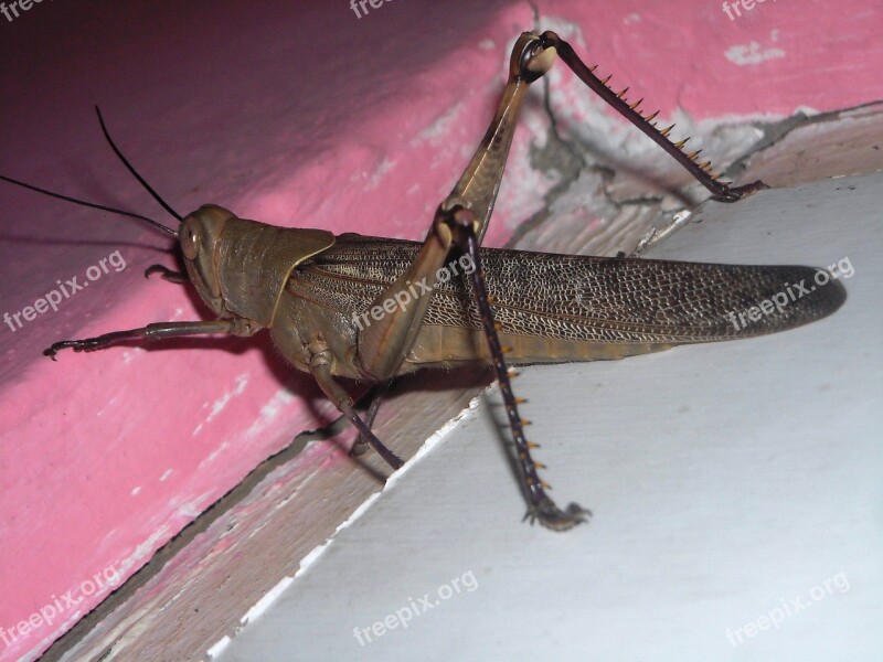 Grasshopper Brown Animals Insects Free Photos