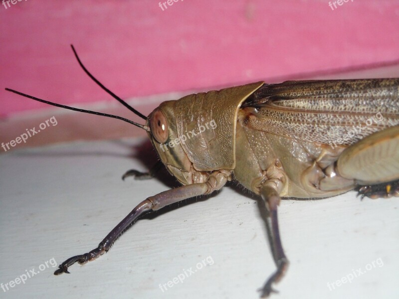 Grasshopper Brown Animals Insects Free Photos